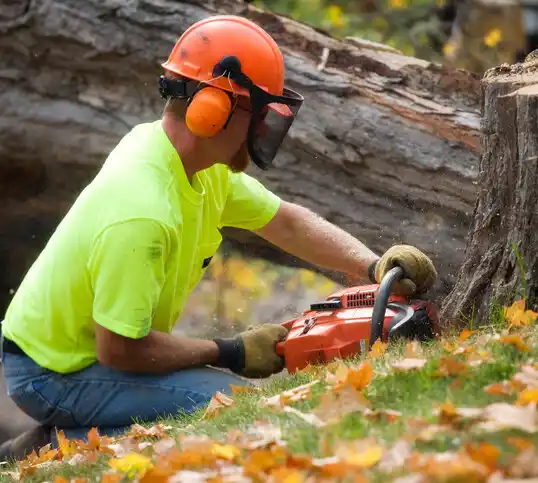 tree services East Dennis